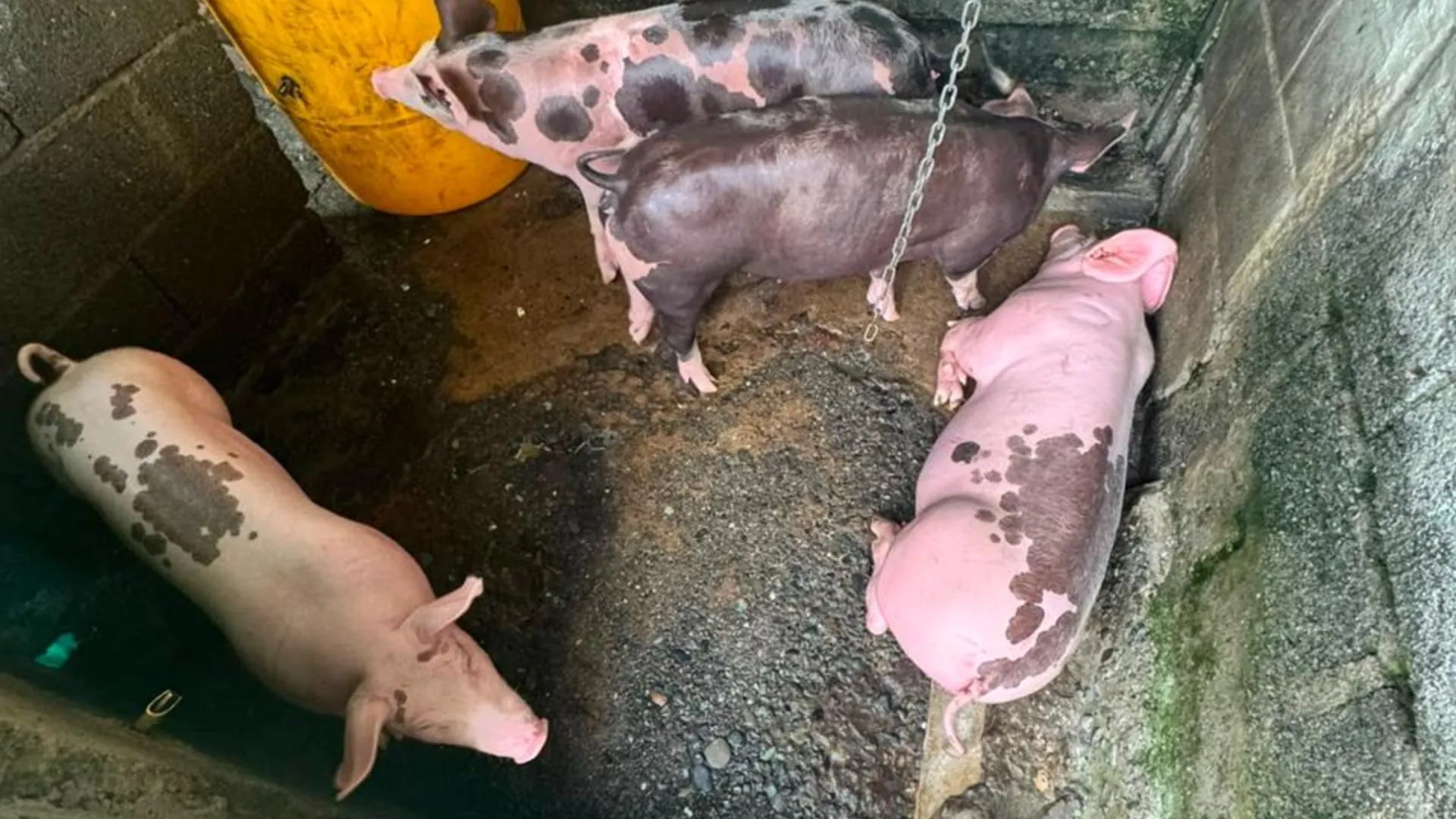 ¡Golpe al tráfico de fauna! Incautan 15 cerdos y un ave silvestre durante operativos ambientales en Antioquia