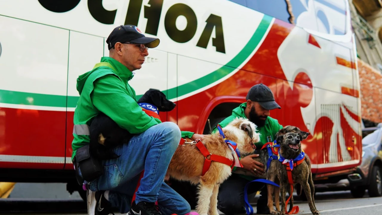 Perros y gatos buscan hogar en Medellín World Adoption Adopción