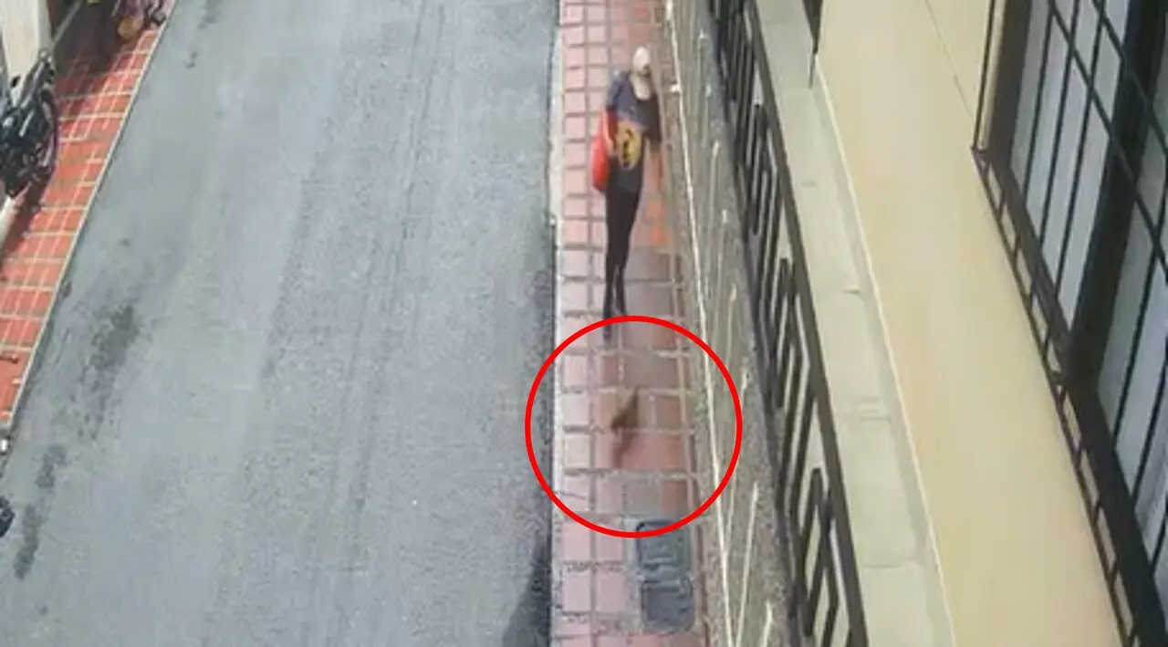 ¡Búsqueda Urgente! Ayudemos a la cachorrita Briel a regresar a casa ¿la encontraste? 2 briel se fue2