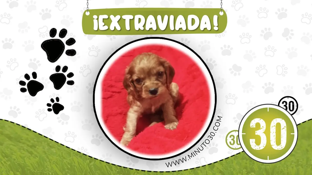 cachorrita biel