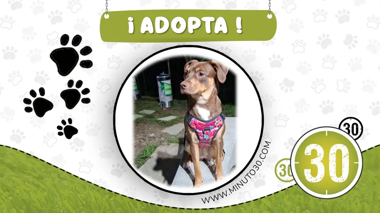 canela busca hogar