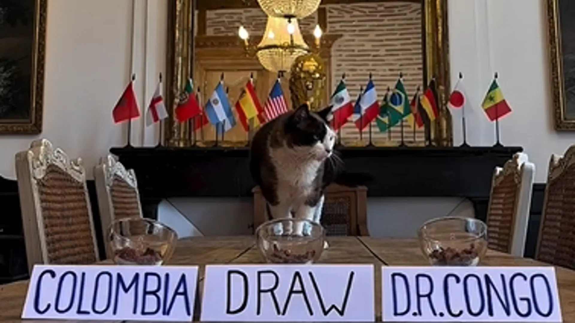 ¡Ya una vez acertó! El gatito «vidente» Nimbus dice quien gana entre Colombia y congo 12 colombia congo gato