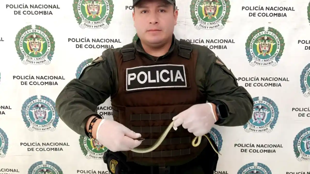 Golpe a los delitos ambientales en Antioquia: incautan animales, destruyen dragas y frenan minería ilegal 4 Golpe a los delitos ambientales en Antioquia: incautan animales, destruyen dragas y frenan minería ilegal