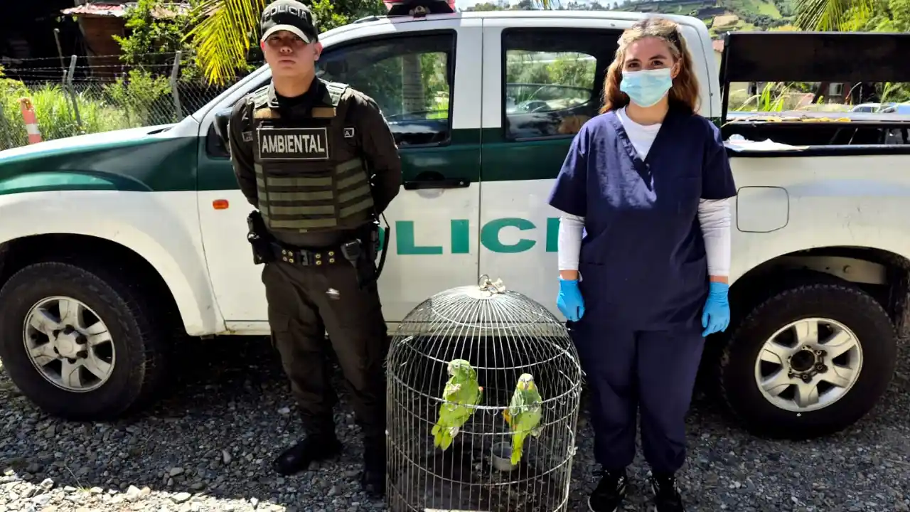 Golpe a los delitos ambientales en Antioquia: incautan animales, destruyen dragas y frenan minería ilegal 3 Golpe a los delitos ambientales en Antioquia: incautan animales, destruyen dragas y frenan minería ilegal