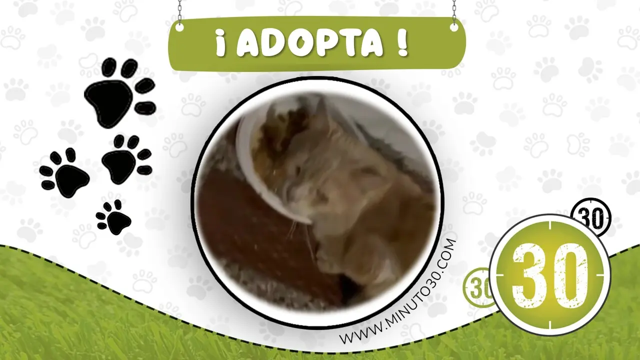 gatico ciego en paris1