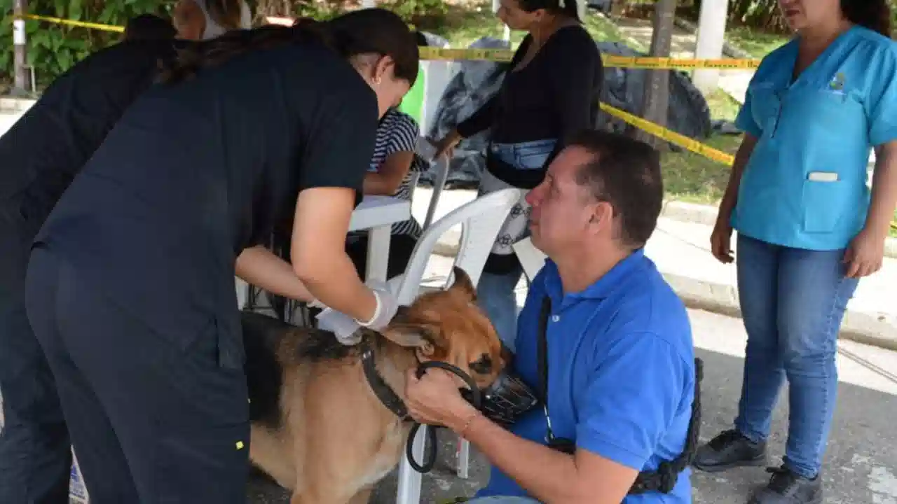 ¡Ojo a dónde lleva a su peludito! Medellín realiza inspecciones sanitarias en veterinarias y establecimientos afines