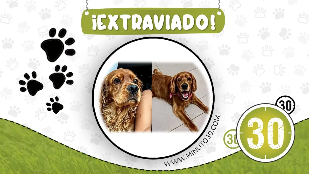 Buscan a Luffy, un perrito Cocker Spaniel extravia