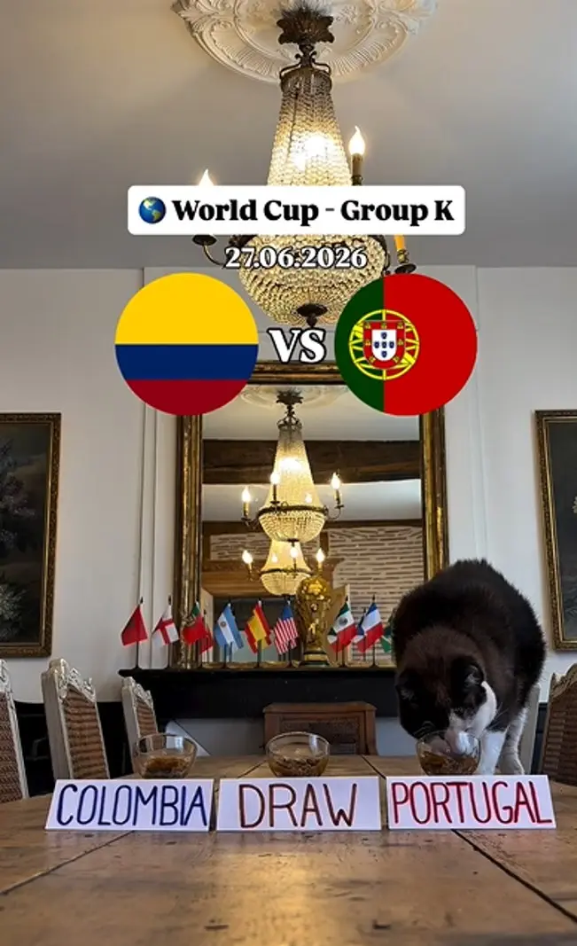 ¿Colombia o Portugal? El gato Nimbus ya hizo su predicción 2 nimbus escoge