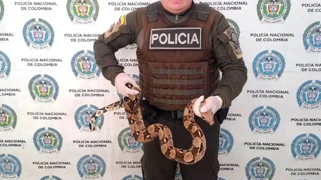 Incautan maquinaria y rescatan fauna silvestre en operativos ambientales en Antioquia 4 Incautan maquinaria y rescatan fauna silvestre en operativos ambientales en Antioquia