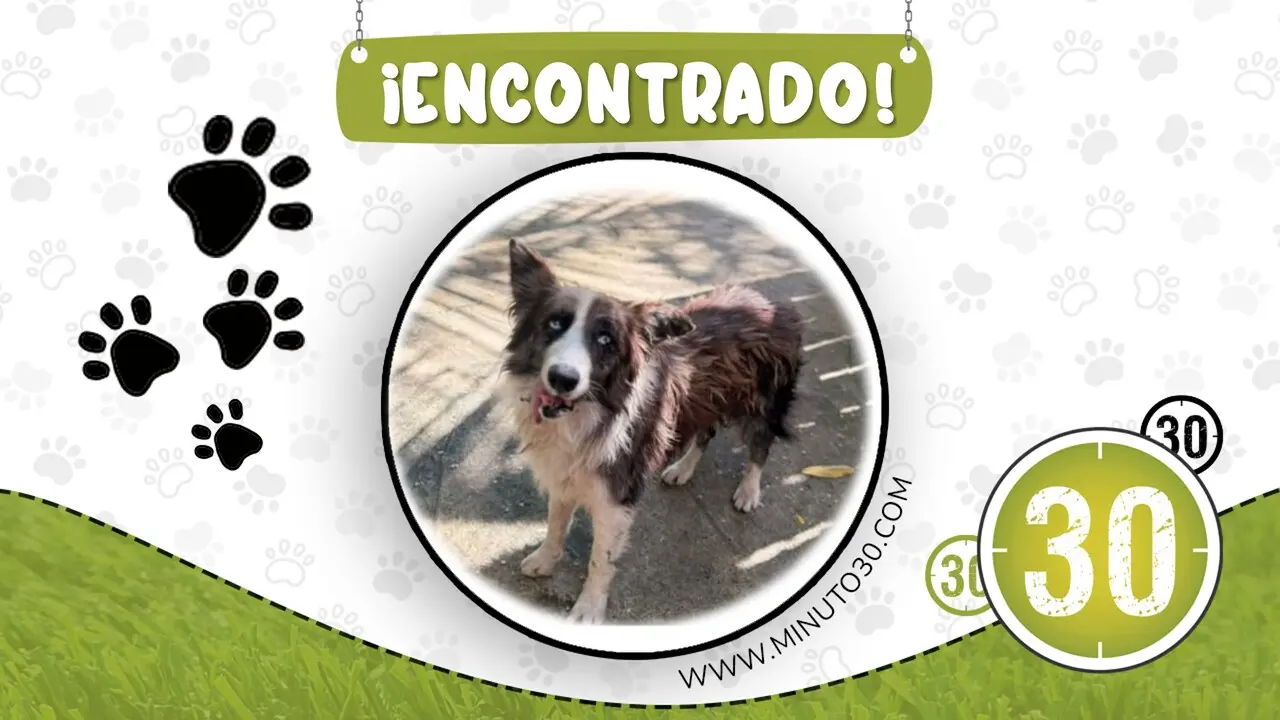 perrito atropellado en puerto triunfo