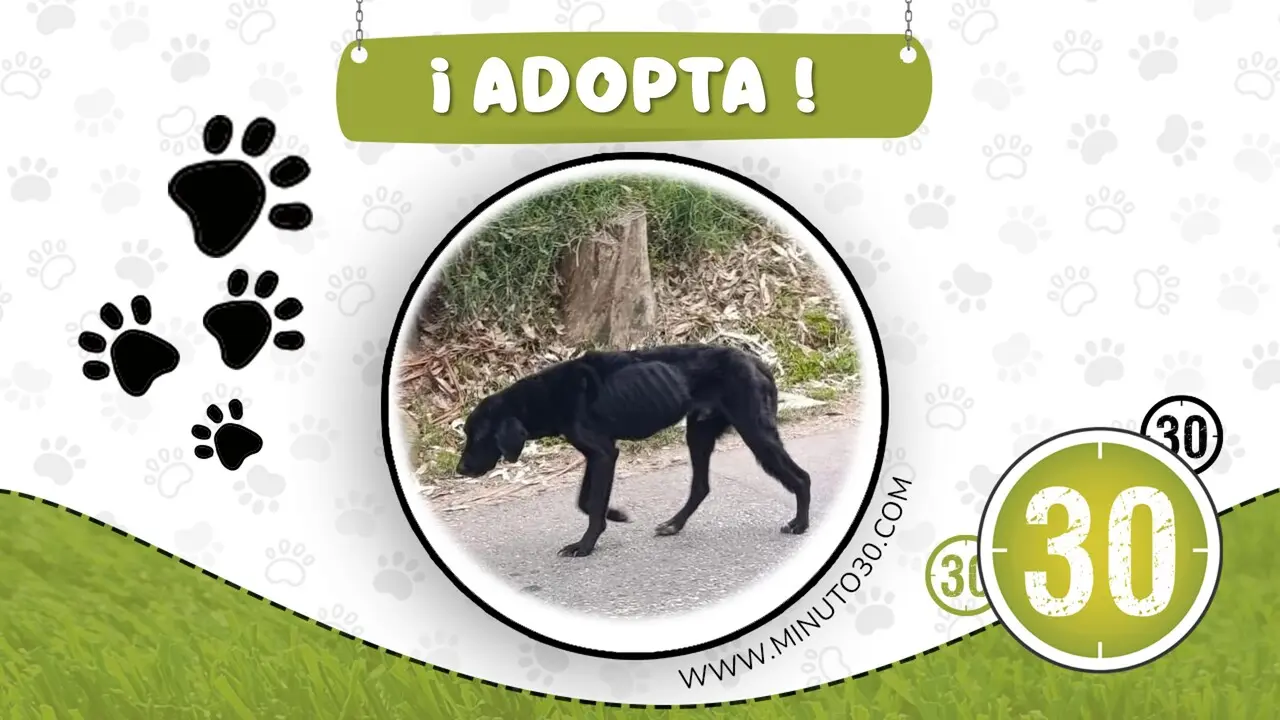 Buscamos «un ángel» para este perrito en San Antonio de Prado