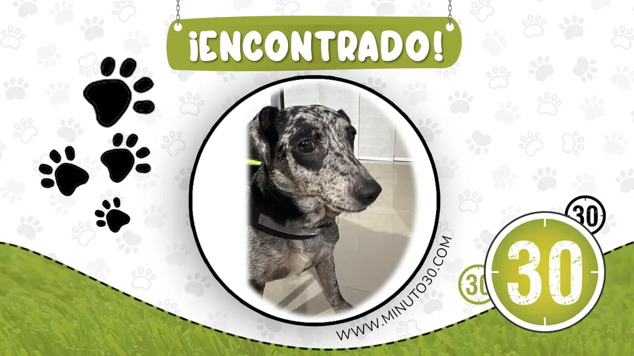 perrito encontrado en niquia