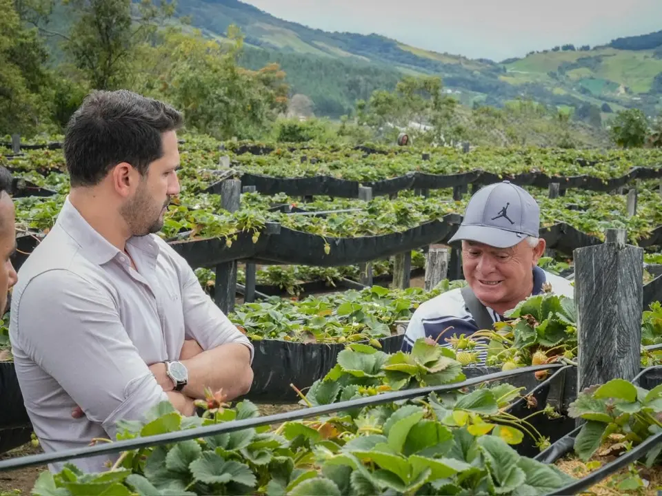 Sonsón fortalece su liderazgo agropecuario con histórico crecimiento en la producción de fresa 2 sonson fresas1
