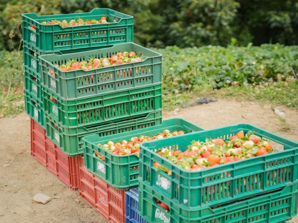 Sonsón fortalece su liderazgo agropecuario con histórico crecimiento en la producción de fresa 4 sonson fresas3