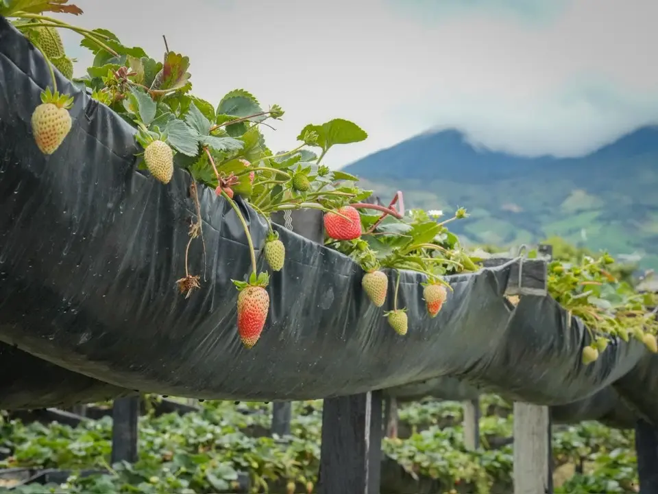 Sonsón fortalece su liderazgo agropecuario con histórico crecimiento en la producción de fresa 6 sonson fresas4