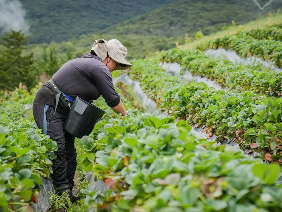 Sonsón fortalece su liderazgo agropecuario con histórico crecimiento en la producción de fresa 7 sonson fresas6