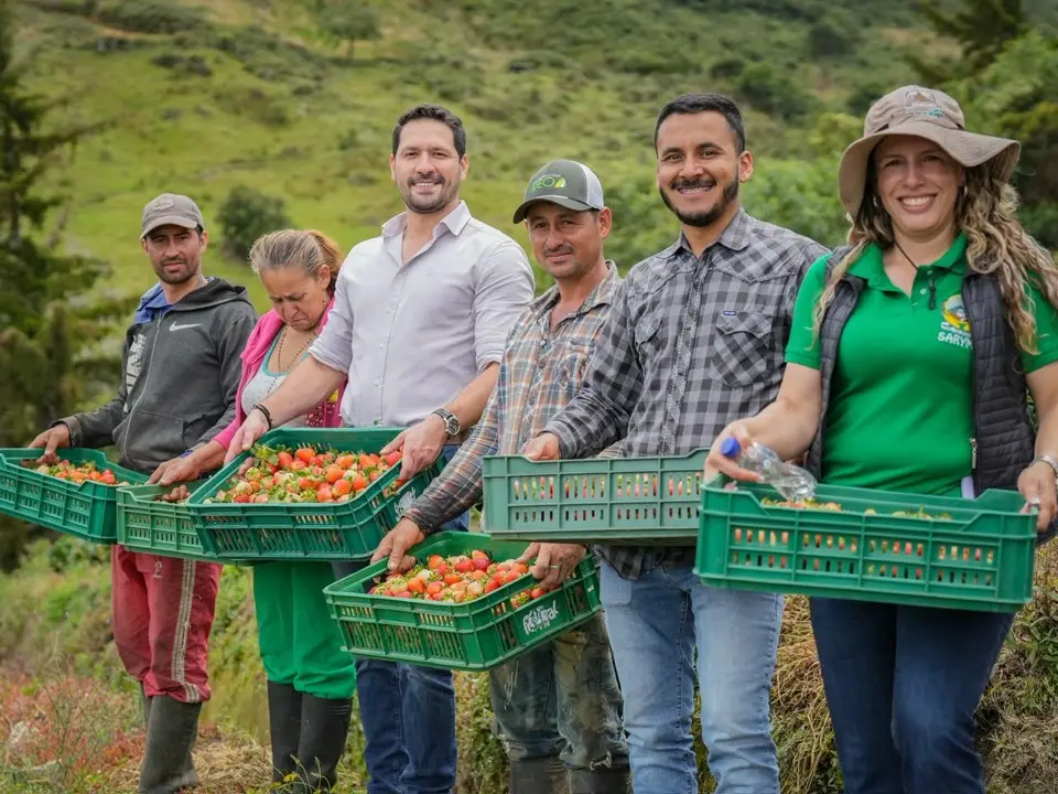 Sonsón fortalece su liderazgo agropecuario con histórico crecimiento en la producción de fresa 8 sonson fresas7