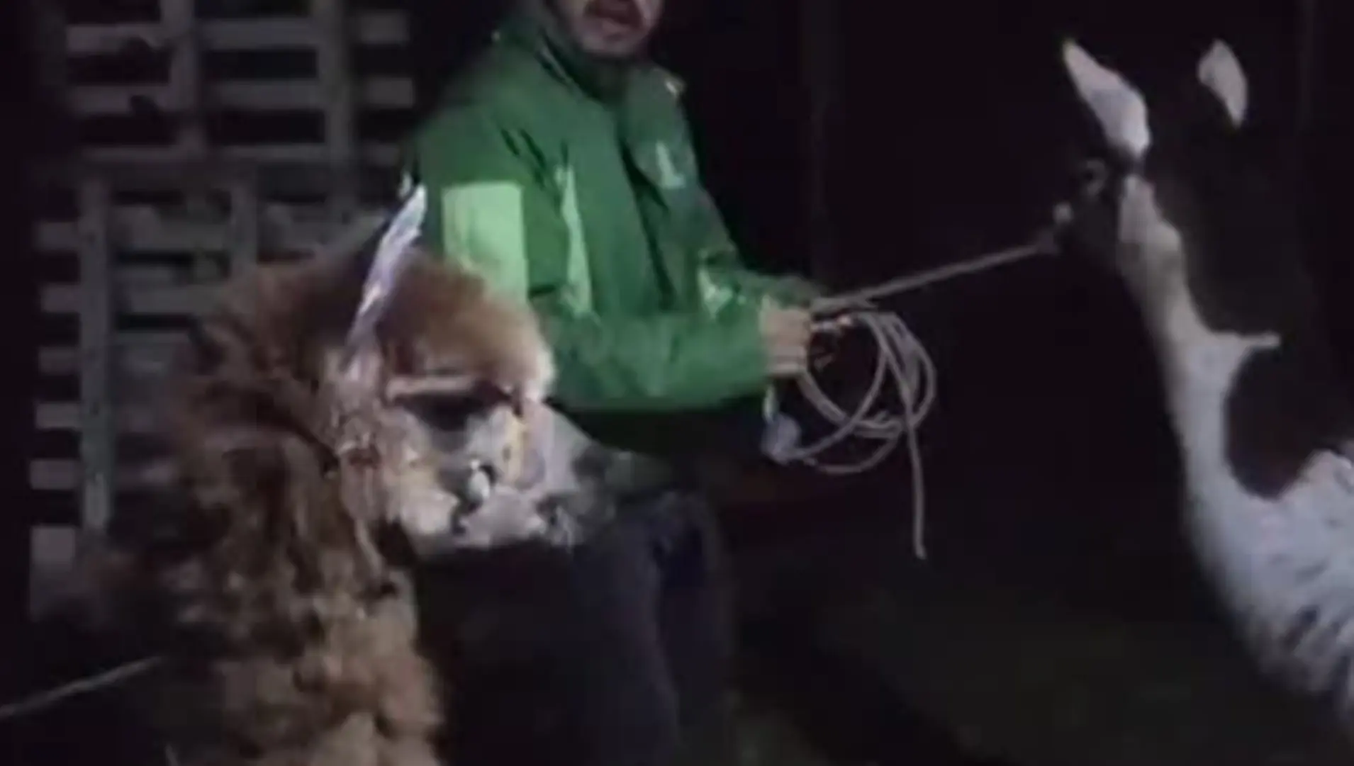zeus y princesa vienen para medellin