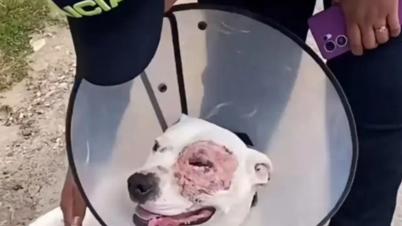 Apuñalaron en un ojo a un pitbull en Ciudad Bolívar y la Policía le salvó la vida