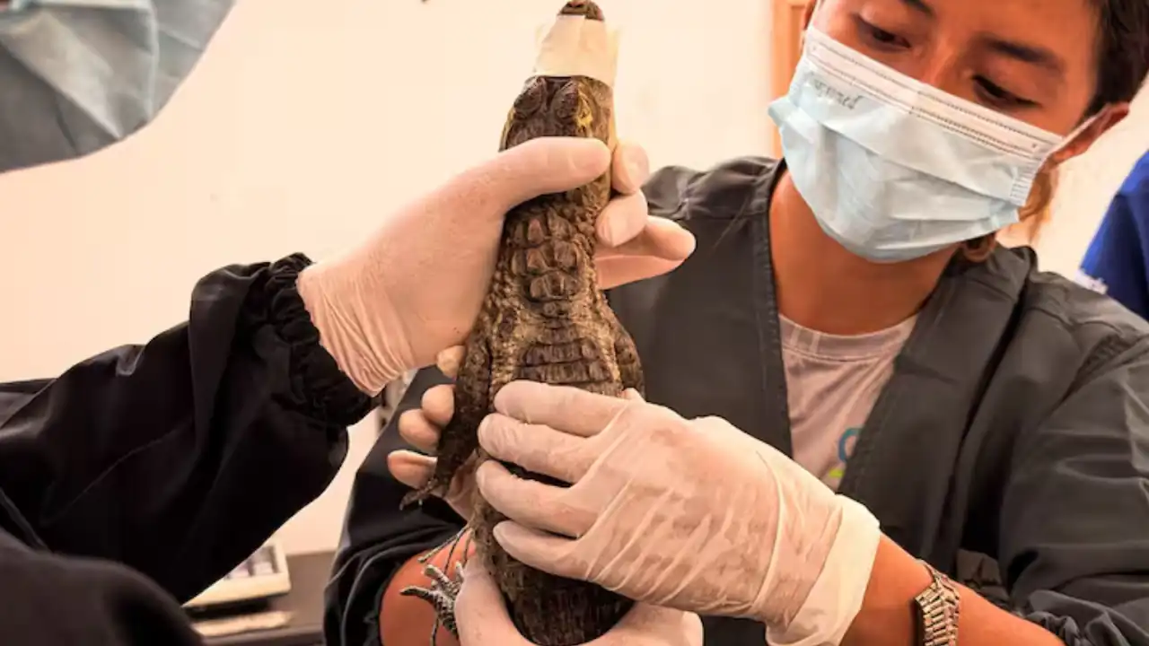 ¡Los trataron mal! Dos babillas finalmente fueron rescatadas en Medellín tras ser víctimas de tráfico ilegal