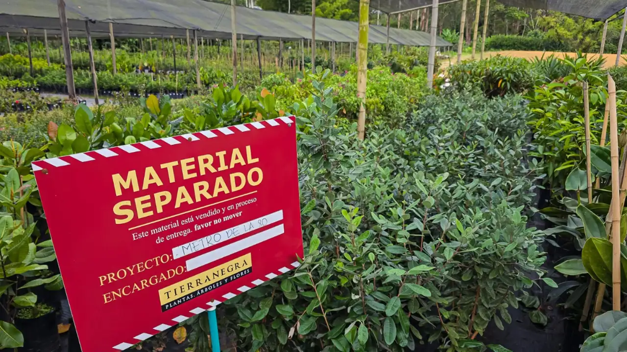 ¡Así será el nuevo pulmón verde de Medellín! Ya crecen los primeros 9 mil árboles del Metro de la 80 4 ¡Así será el nuevo pulmón verde de Medellín! Ya crecen los primeros 9 mil árboles del Metro de la 80