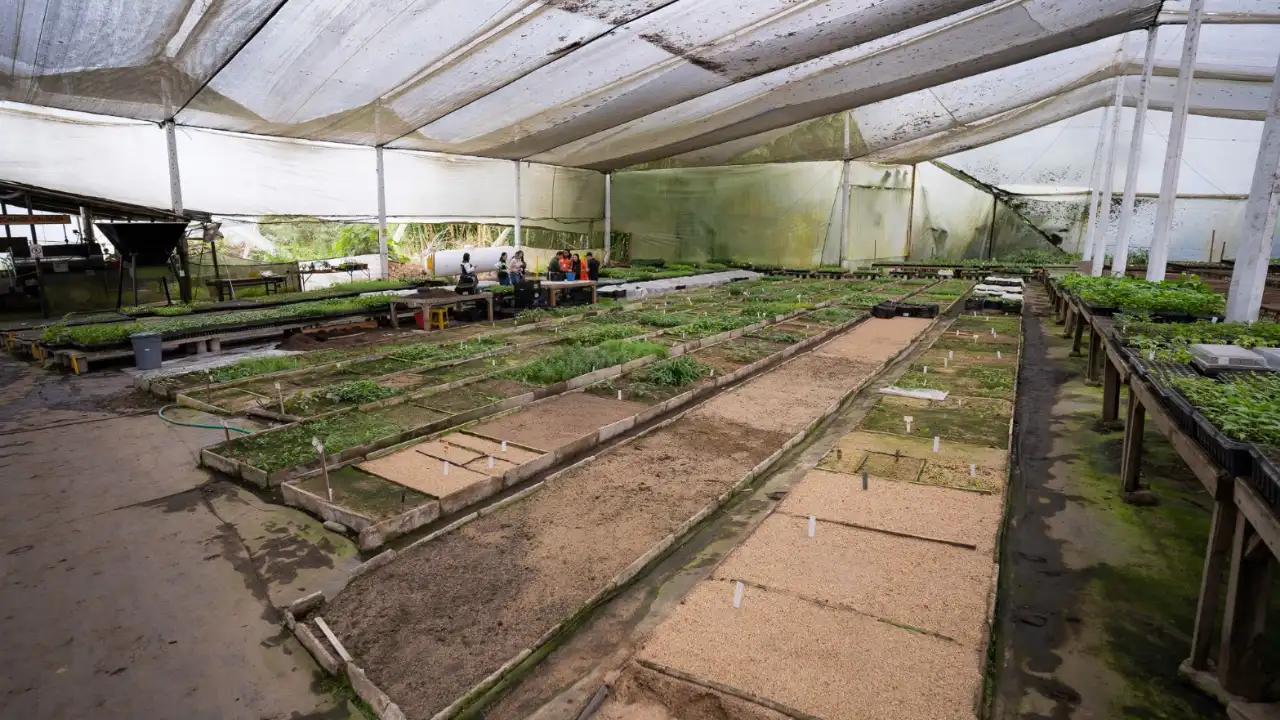 ¡Así será el nuevo pulmón verde de Medellín! Ya crecen los primeros 9 mil árboles del Metro de la 80 3 ¡Así será el nuevo pulmón verde de Medellín! Ya crecen los primeros 9 mil árboles del Metro de la 80