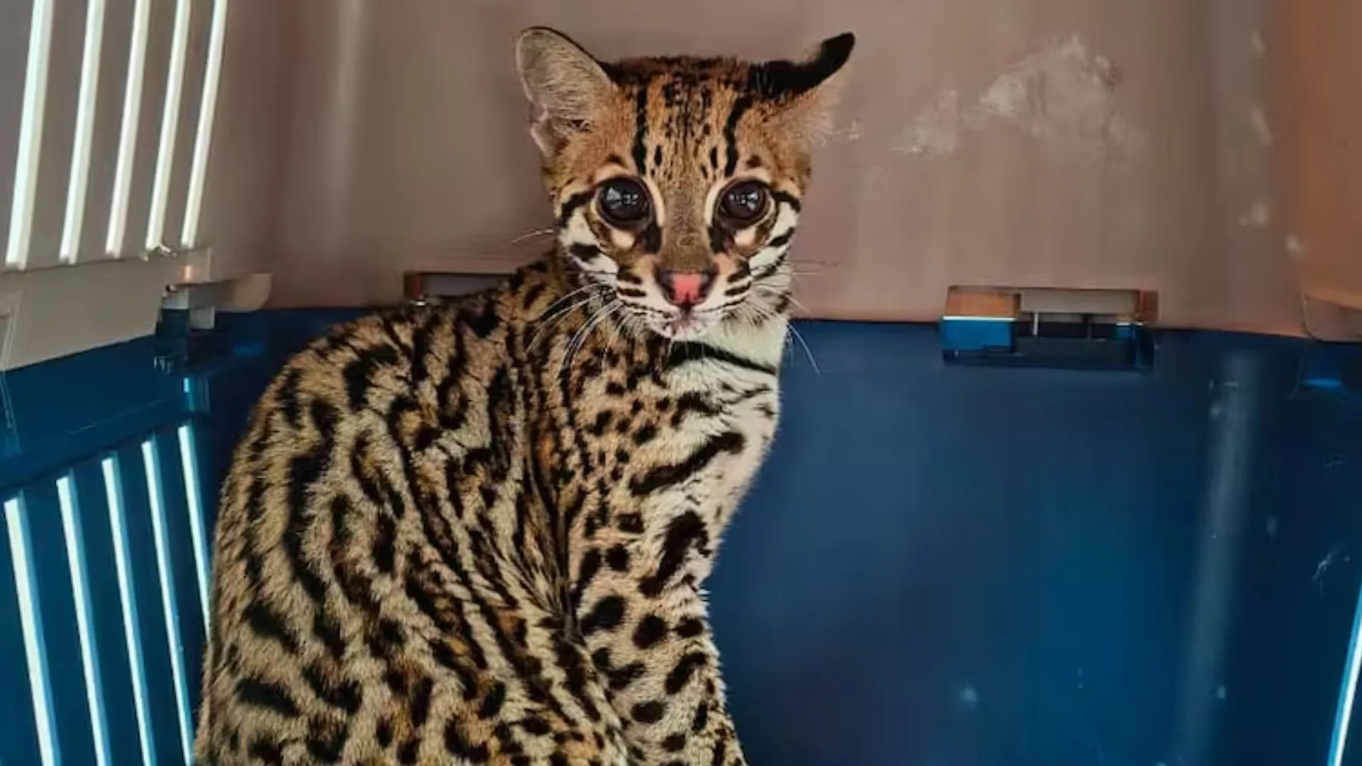 ¡Deambulaba cerca al Metro! Rescatan en Sabaneta a ocelote bebé que habría estado en cautiverio