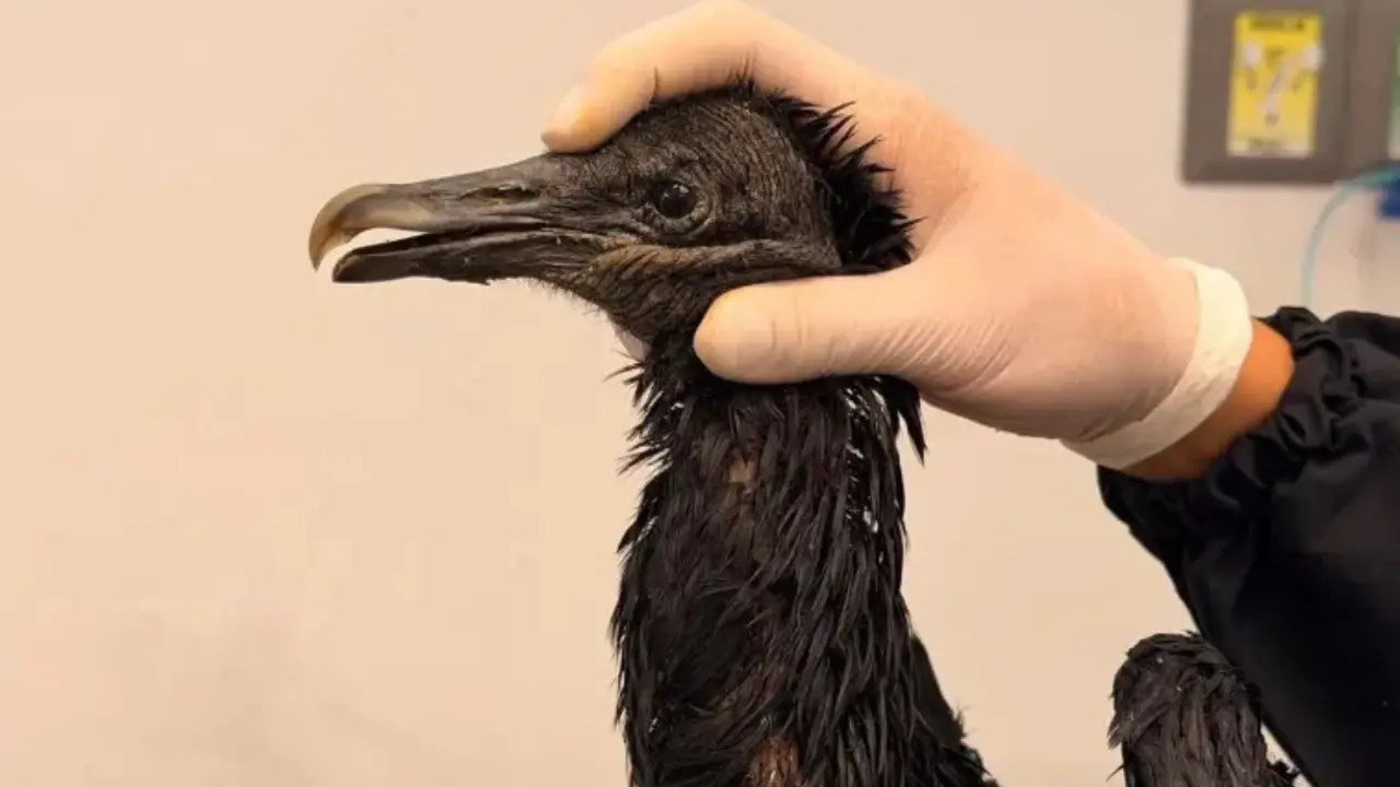 ¡Indignante! Le lanzaron aceite caliente a un gallinazo y lucha por sobrevivir en el Valle de Aburra