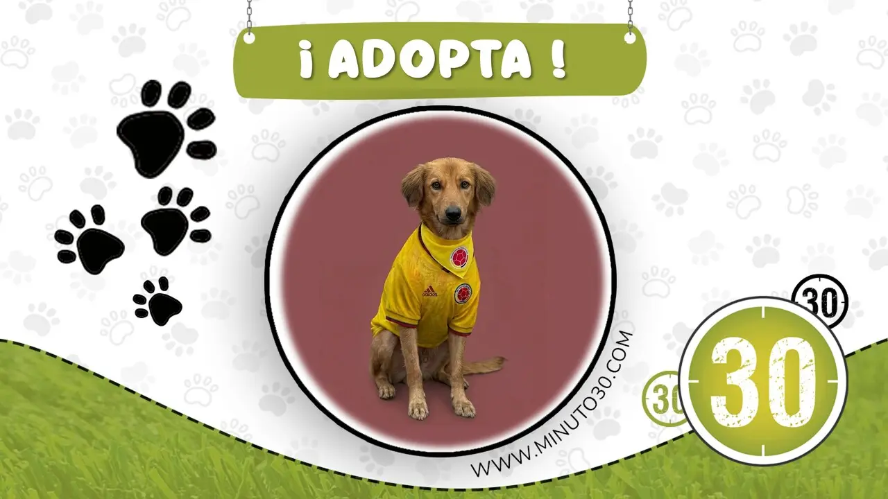 adopta valiente