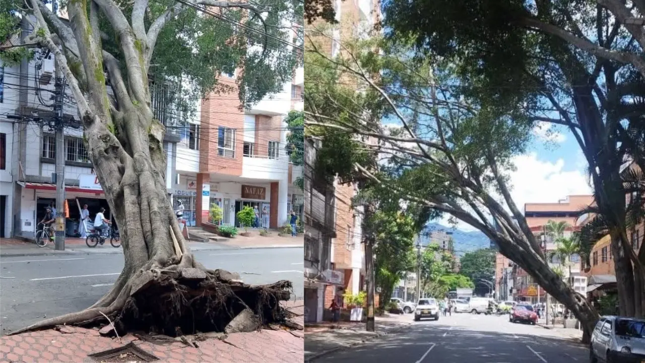 ¡Qué susto! Gigantesco árbol se desprendió de raíz en Laureles y afectó redes eléctricas