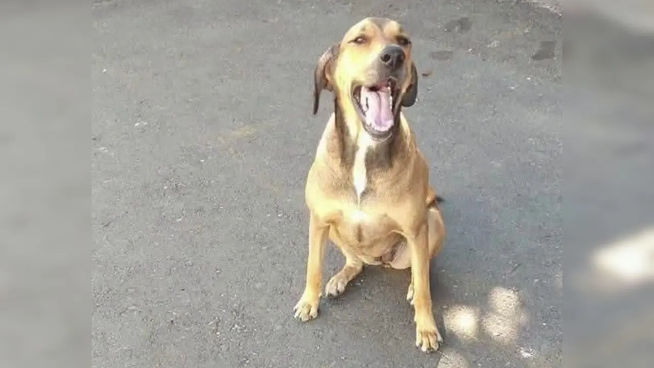 «Se queda en casa»: Fico Gutiérrez frena desalojo de Canela, la perrita del comando de Policía en Medellín 1 canela policia medellin1