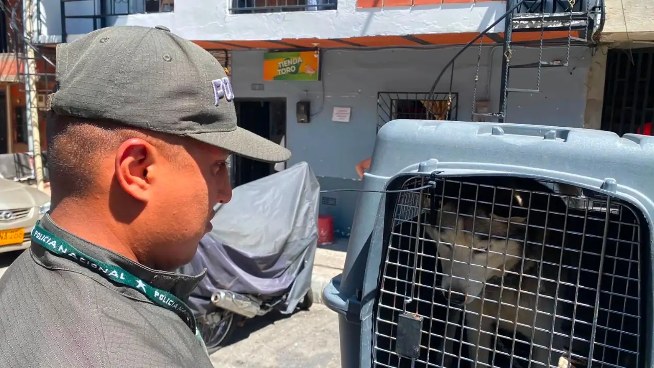 ¡Lloraba para que lo soltaran! Rescatan a un perrito que vivía amarrado día y noche en Medellín 2 ¡Lloraba para que lo soltaran! Rescatan a un perrito que vivía amarrado día y noche en Medellín