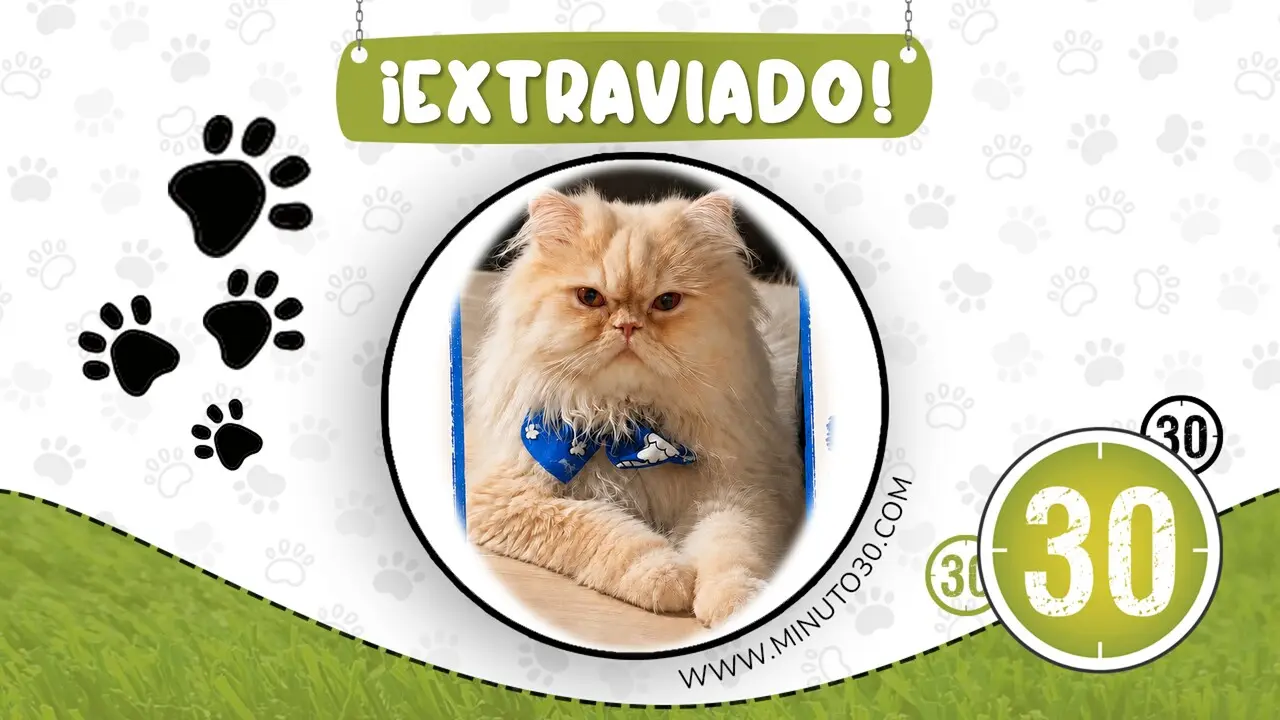 Buscan con urgencia a Chanel, gatico perdido en el barrio Navarra que necesita medicación