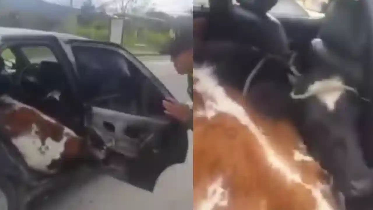El colmo: transportaban dos vacas robadas dentro de un carro y terminaron capturados