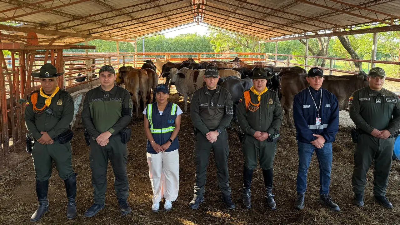 Incautan 28 cabezas de ganado provenientes de Venezuela sin los permisos requeridos 1 En cucuta restringe la entrada de 28 cabezas de ganado, provenientes de venezuela, sin la documentación reglamentaria