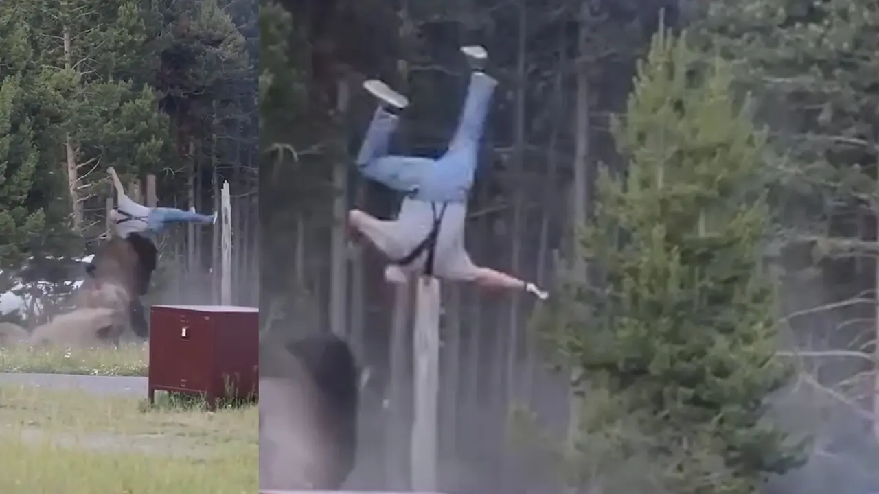 ¡Voló por los aires! Hombre fue atacado por bisonte en Yellowstone y en video quedó 2 hombre volo por los aires ataque bisonte2