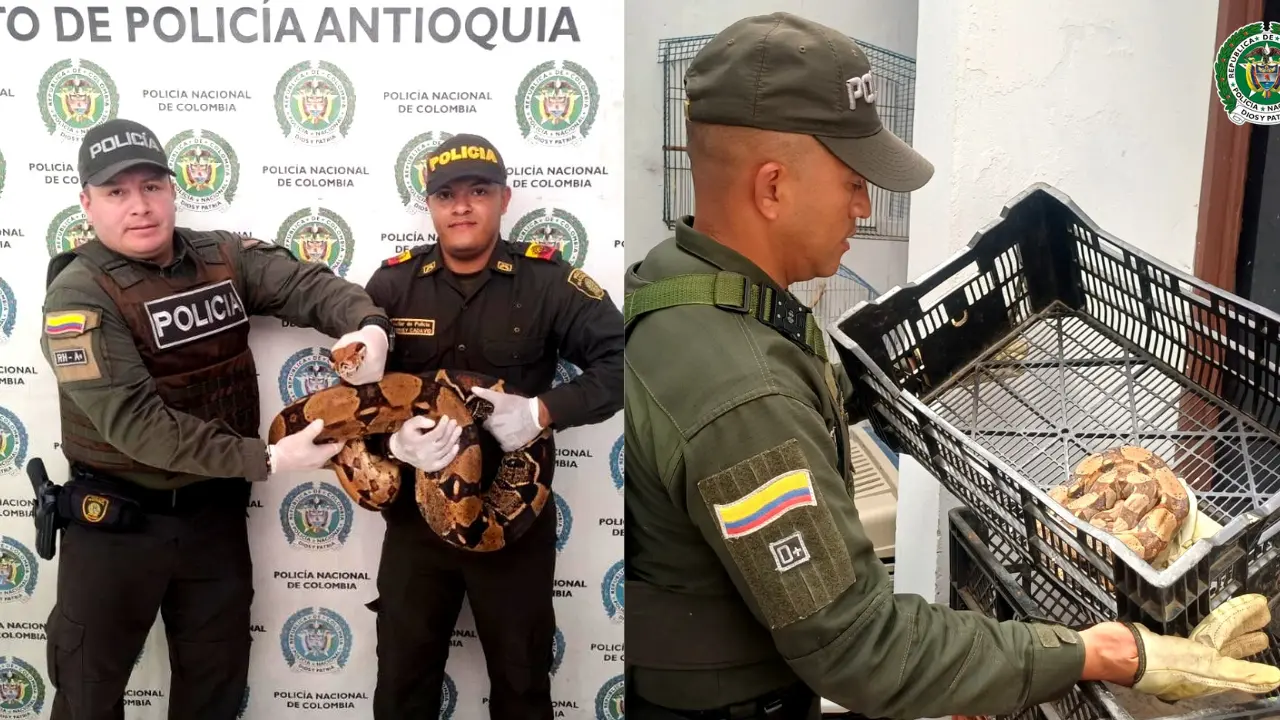 ¡Tenían fauna silvestre en su poder! Policía incautó boas y aves en tres municipios de Antioquia 2 ¡Tenían fauna silvestre en su poder! Policía incautó boas y aves en tres municipios de Antioquia