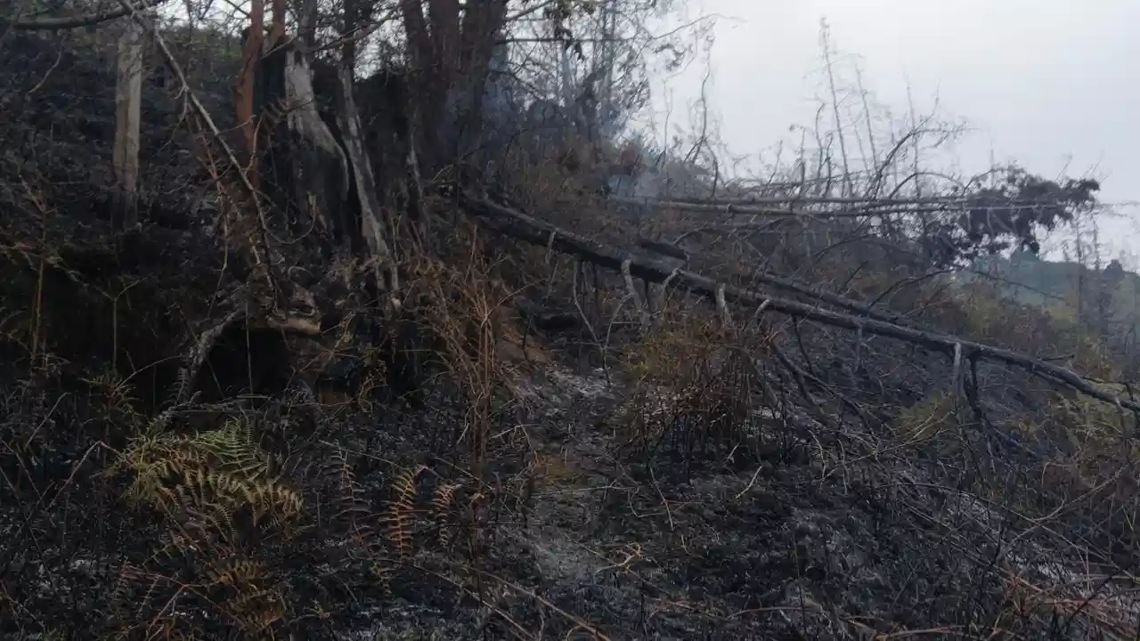 Bello prende las alarmas: en solo ocho días de julio ya van 10 incendios forestales 3 Bello prende las alarmas: en solo ocho días de julio ya van 10 incendios forestales