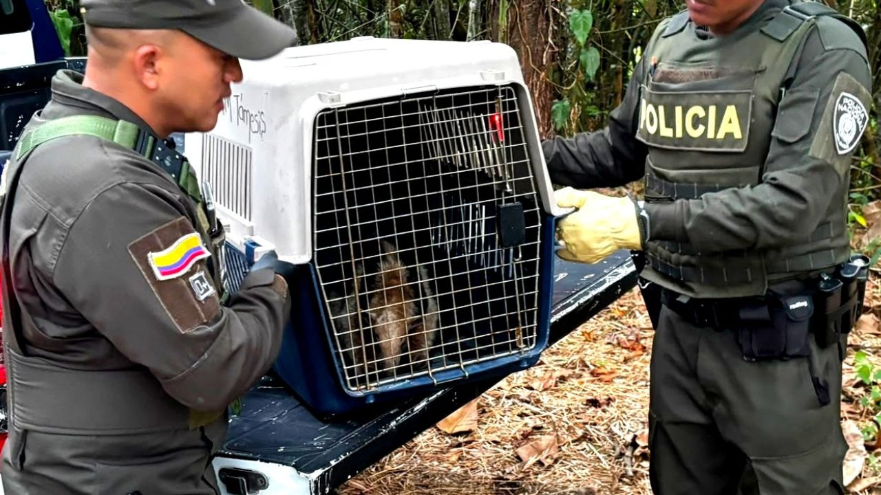 Les dañaron el negocio: seis capturados y maquinaria destruida en operativo contra la minería ilegal en Antioquia 3 Les dañaron el negocio: seis capturados y maquinaria destruida en operativo contra la minería ilegal en Antioquia