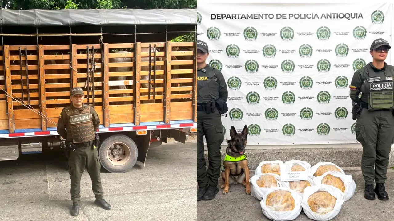Rescatan especies silvestres durante operativos de protección ambiental en Antioquia 2 Rescatan especies silvestres durante operativos de protección ambiental en Antioquia