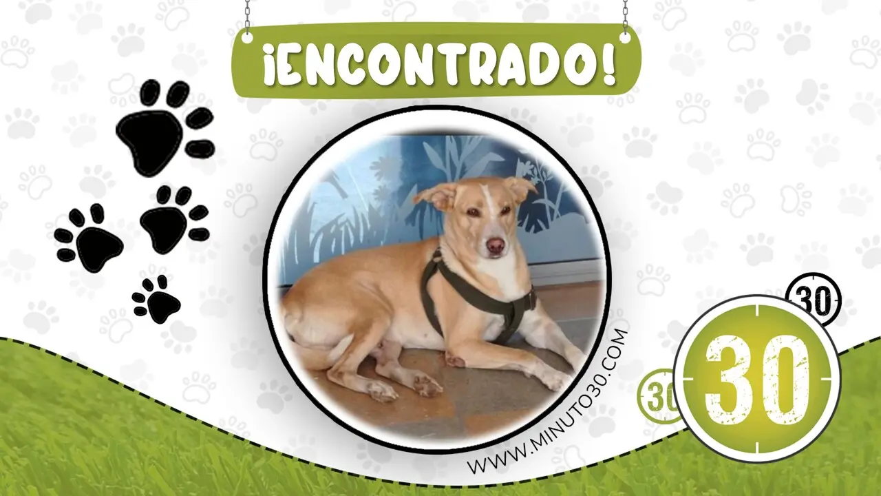 Apareció perrito con arnés por Aguas Claras de Bello: Buscan a su familia