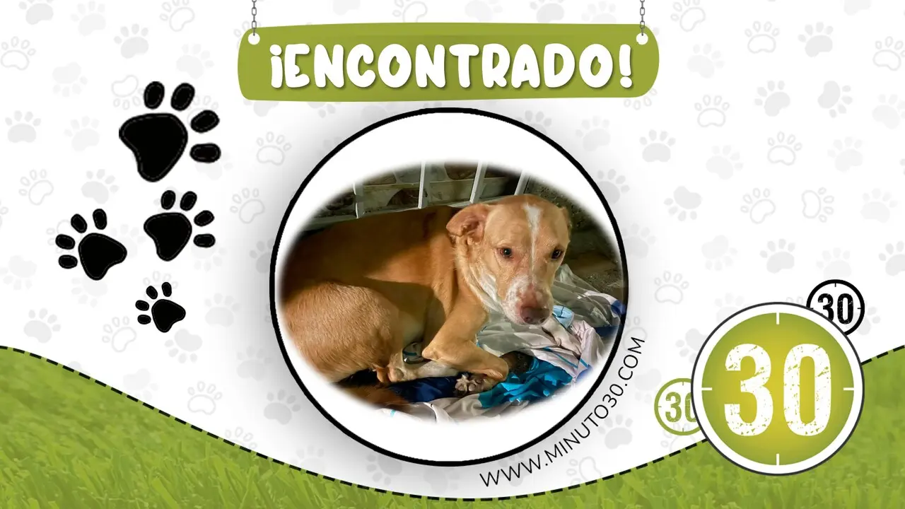 perrito encontrado en bello
