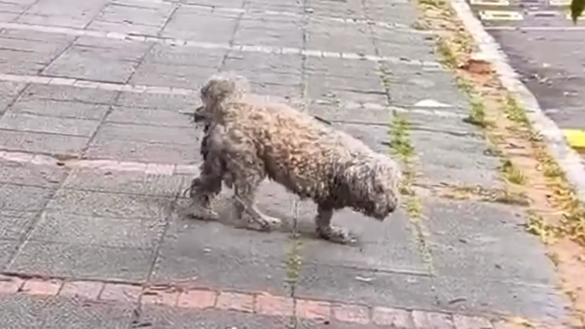 perrito teusaquillo