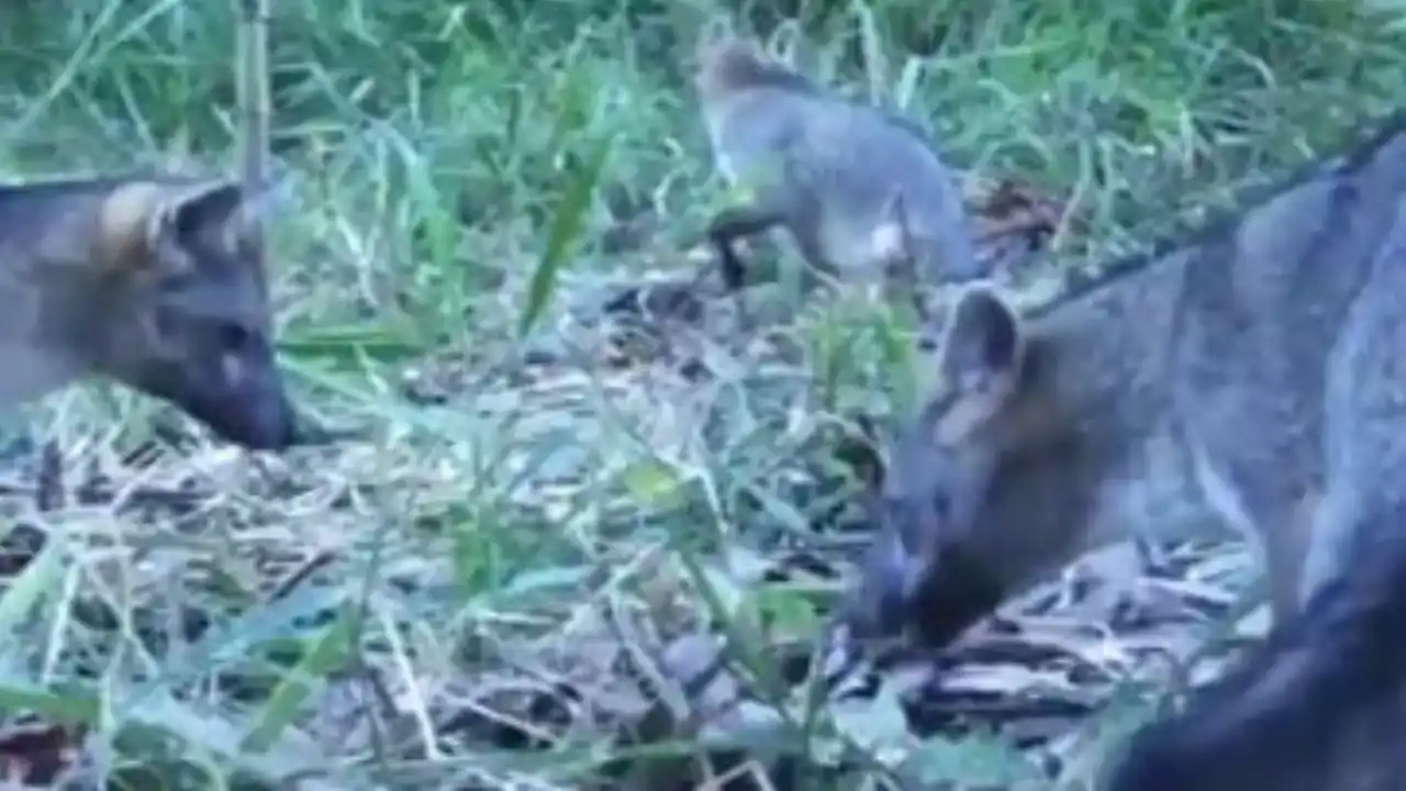 La naturaleza sorprende en Itagüí: hallan una familia de zorros en zona protegida