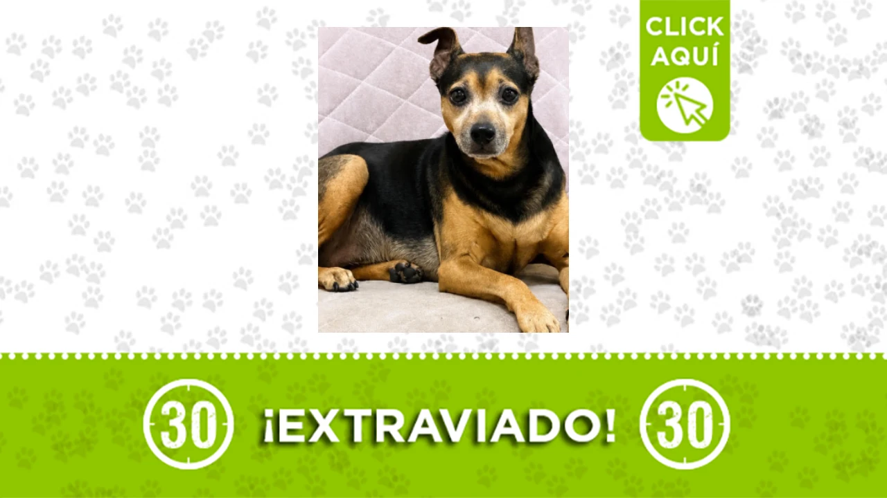 1 MASCOTA NINO