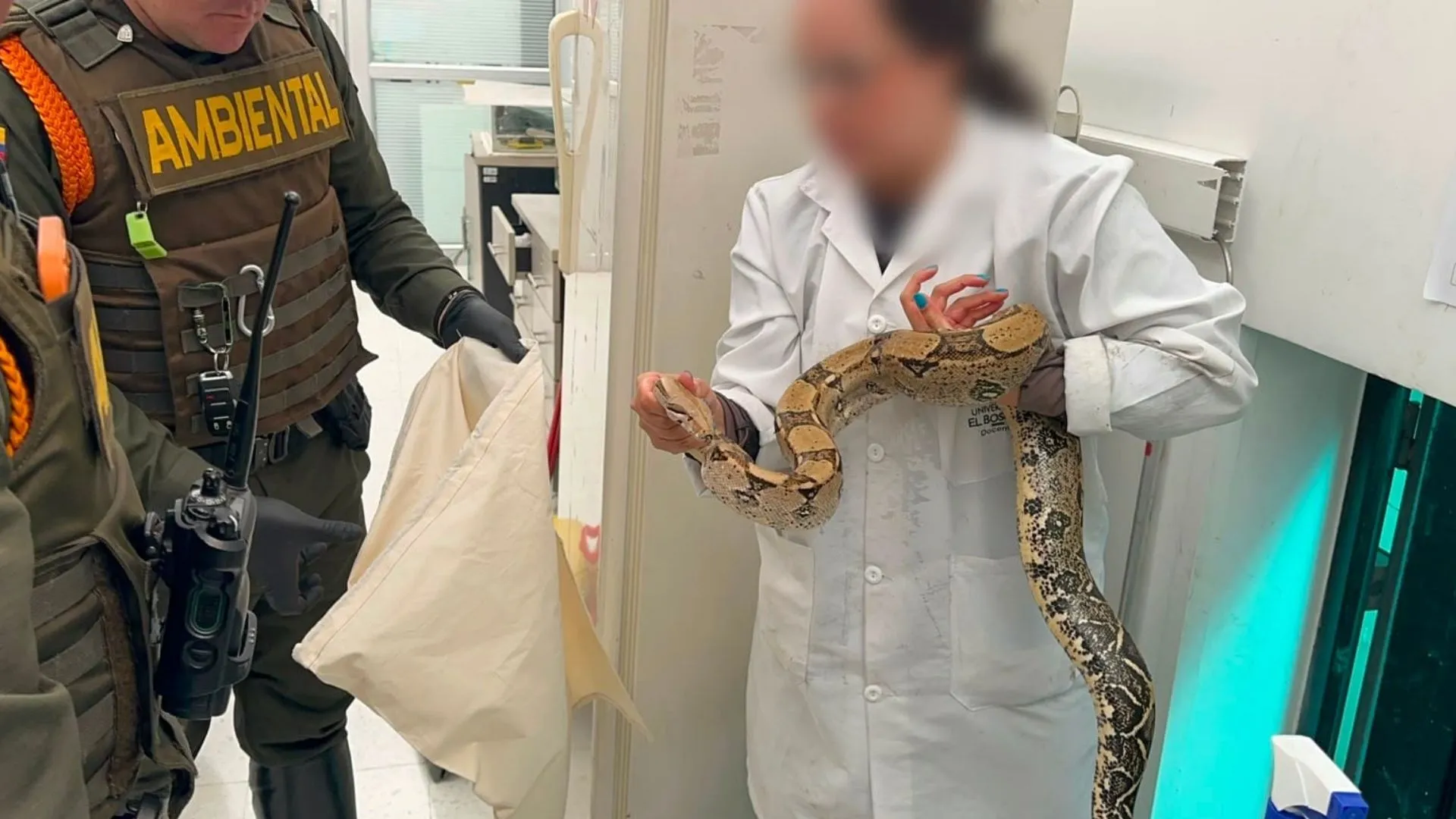 ¡Insólito en Bogotá! Incautan 23 animales silvestres que estaban exhibidos en una universidad 2 ¡Insólito en Bogotá! Incautan 23 animales silvestres que estaban exhibidos en una universidad