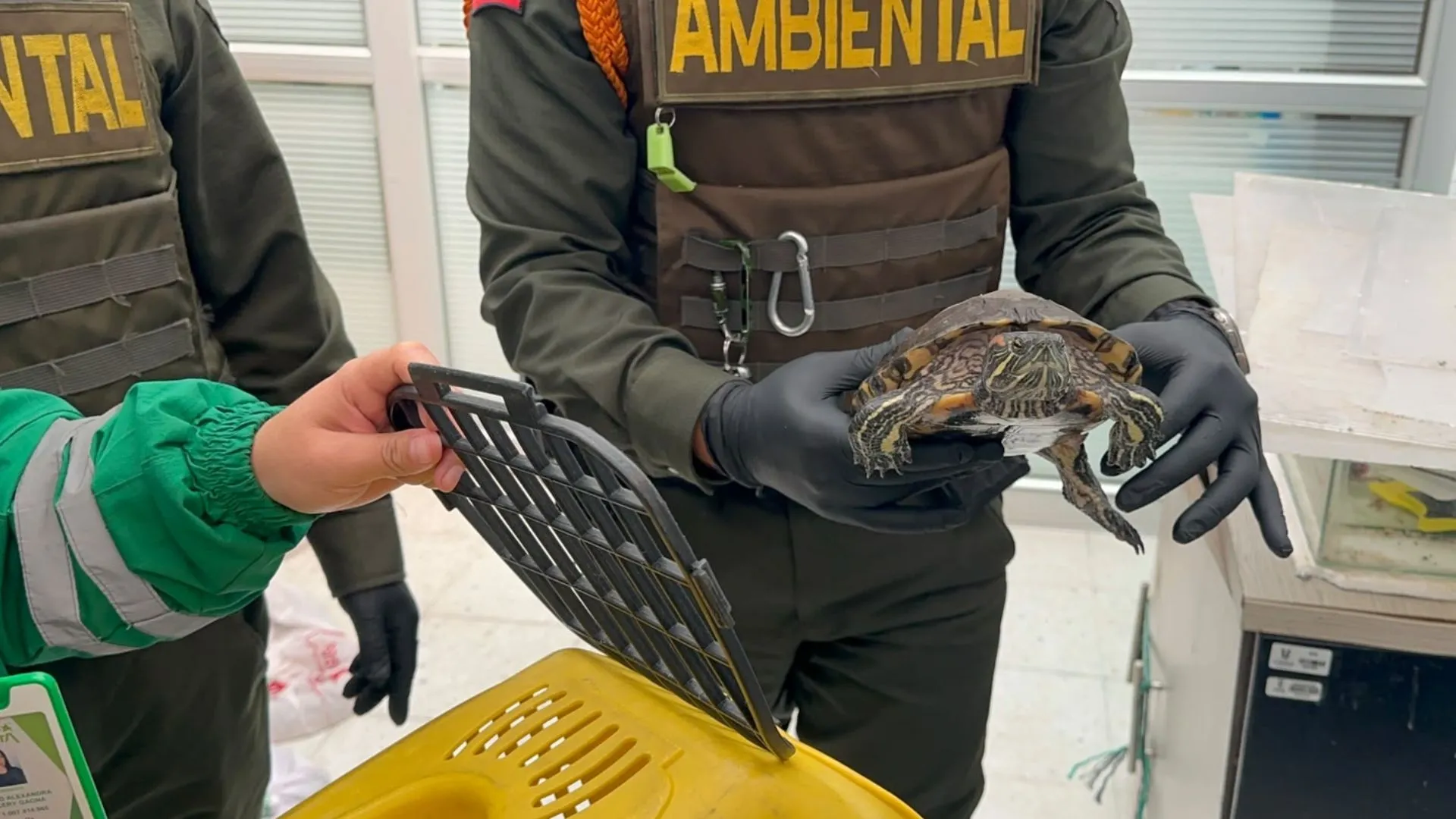 ¡Insólito en Bogotá! Incautan 23 animales silvestres que estaban exhibidos en una universidad 3 ¡Insólito en Bogotá! Incautan 23 animales silvestres que estaban exhibidos en una universidad