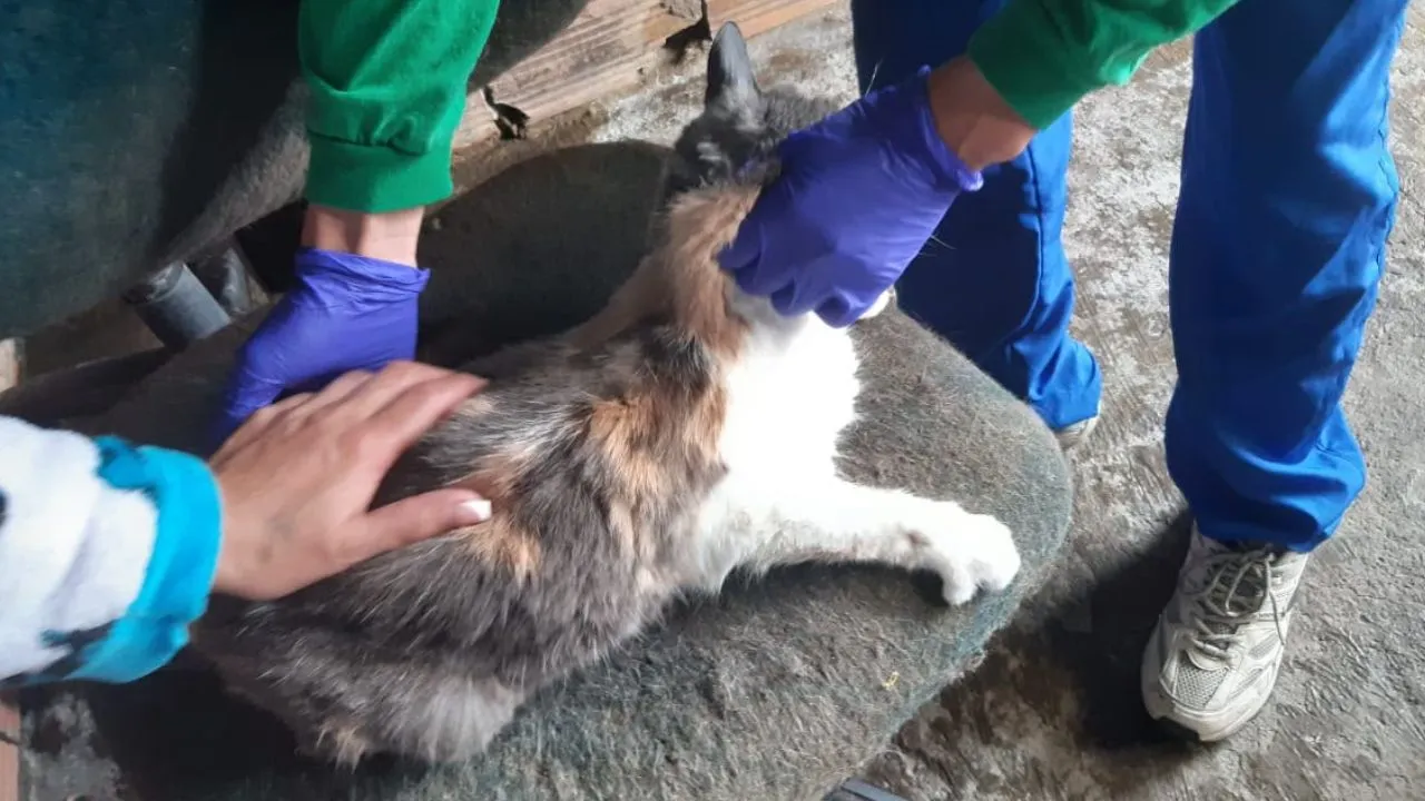 ¡Triste hallazgo! Rescatan a cuatro perros y cinco gatos que vivían en pésimas condiciones en Bogotá 2 ¡Triste hallazgo! Rescatan a cuatro perros y cinco gatos que vivían en pésimas condiciones en Bogotá