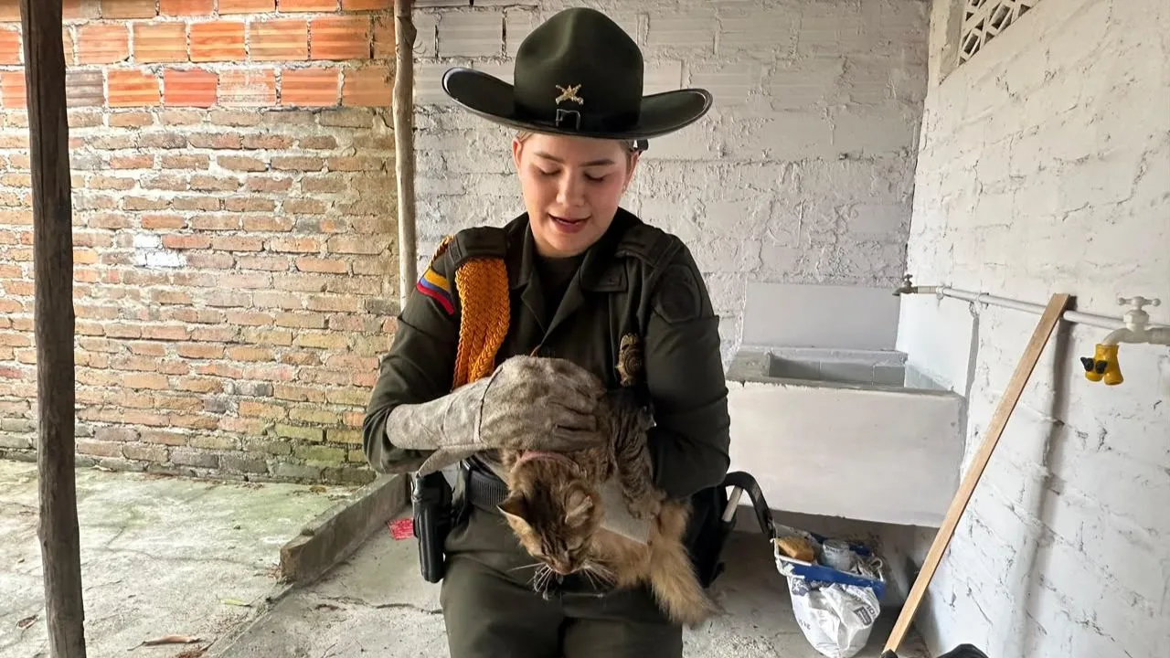 ¡Final feliz! Gatico se perdió durante el terremoto en Cartago y policías lograron encontrarlo 2 ¡Final feliz! Gatico se perdió durante el terremoto en Cartago y policías lograron encontrarlo