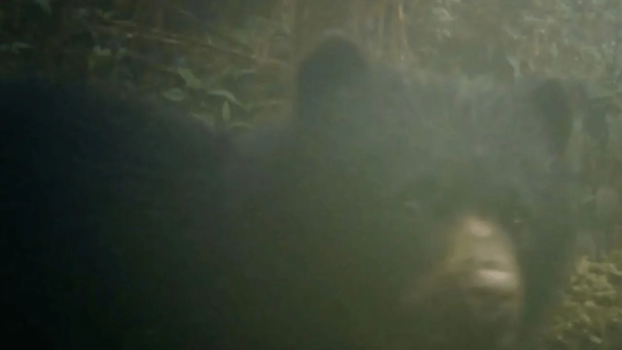 ¡Tremenda sorpresa! Oso andino y su cría fueron captados por cámaras en las montañas de La Calera